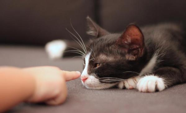 Alergia aos animais domésticos: como reconhecê-la e como se defender.