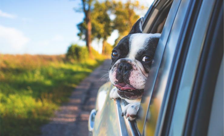 De vacaciones con tu perro