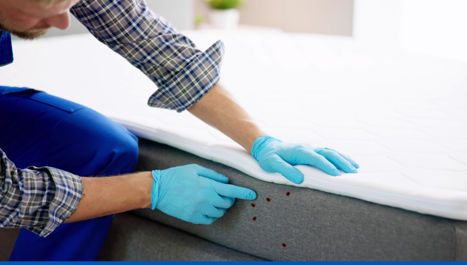 Duo DDV vapeur Polti et housse anti-punaise de lit