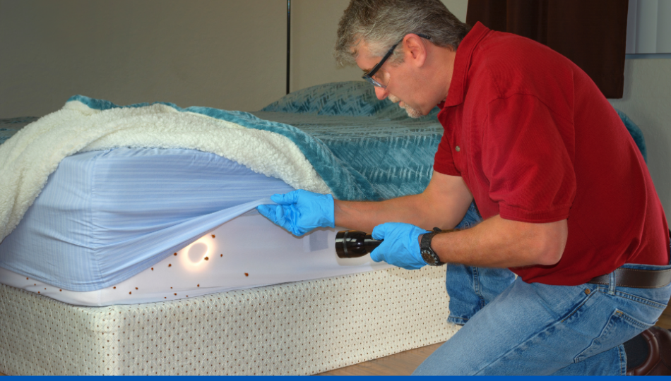 Comment trouver le nid des punaises de lit ?