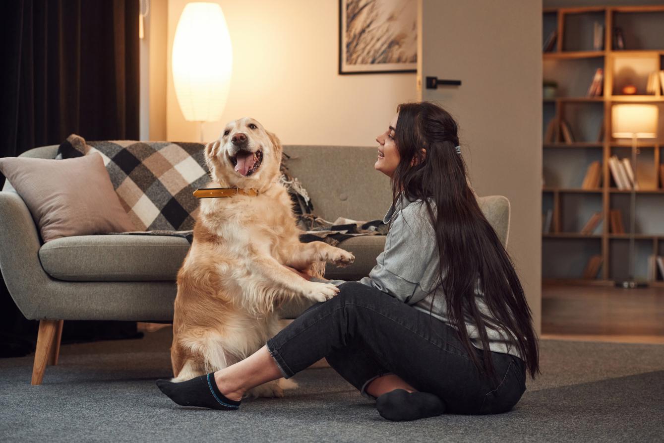 Cómo quitar el olor a pipí de perro con limpieza a vapor: solución eficaz y sin químicos