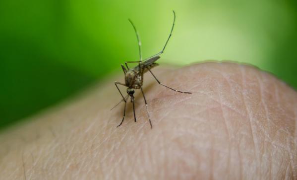 5 remèdes naturels pour soulager les piqûres dinsectes