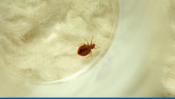 Protocoles de détection précoce et lutte contre les punaises de lit en milieu professionnel